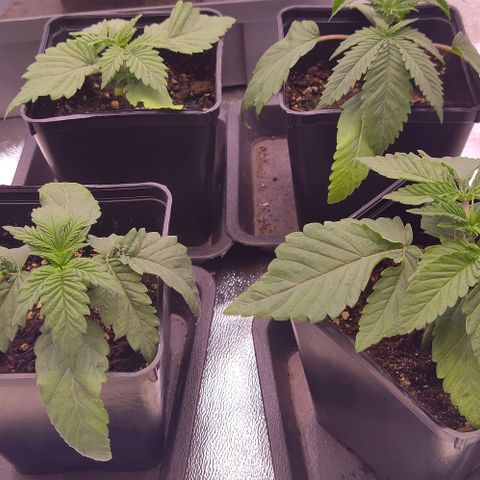 Mimosa Evo growlog photo: Signe de carence en azote.
Bientôt le rempotage!!!