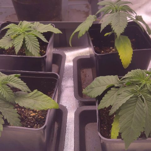 Mimosa Evo growlog photo: Suite à l'apport en N, les plantes vont bcp mieux