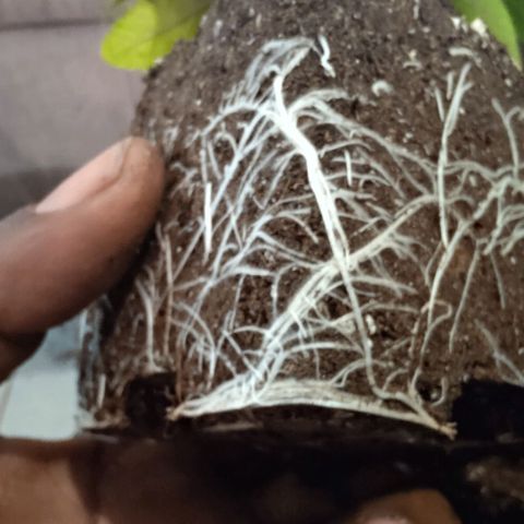 Mimosa Evo growlog photo: On attaque le rempotage. Jolie roots!