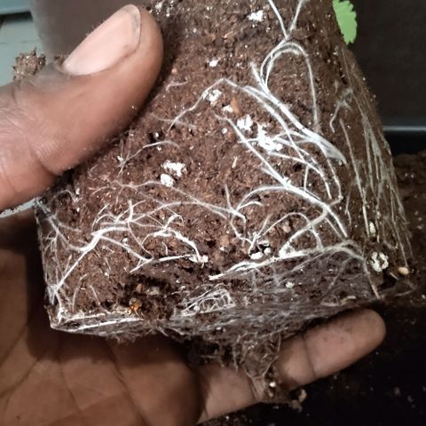 Mimosa Evo growlog photo: On attaque le rempotage. Jolie roots!