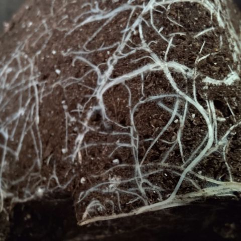 Mimosa Evo growlog photo: On attaque le rempotage. Jolie roots!