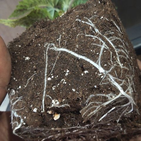 Mimosa Evo growlog photo: On attaque le rempotage. Jolie roots!