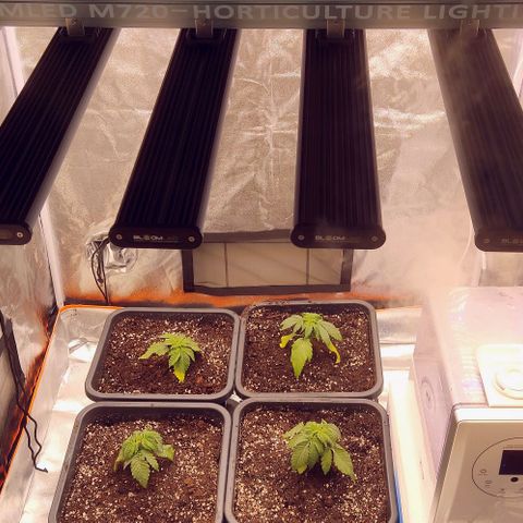 Mimosa Evo growlog photo: Rempotage fait