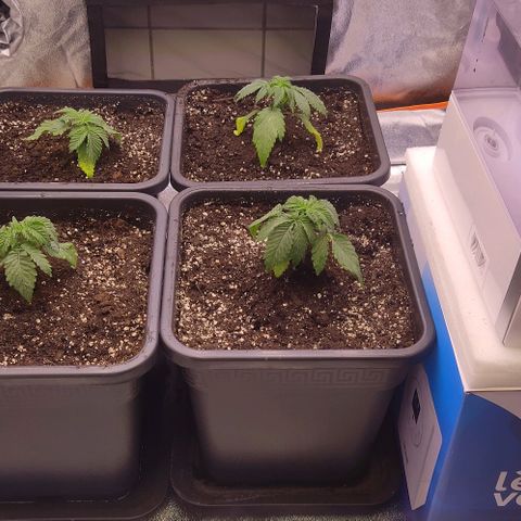 Mimosa Evo growlog photo: Rempotage fait