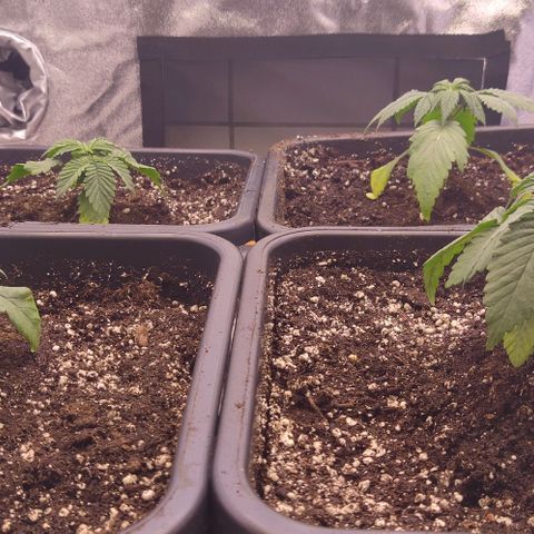 Mimosa Evo growlog timeline photo