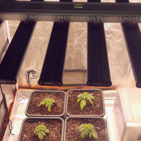 Mimosa Evo growlog timeline photo