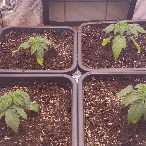 Mimosa Evo growlog timeline photo