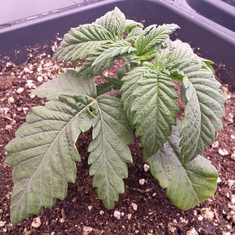 Mimosa Evo growlog timeline photo
