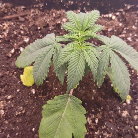 Mimosa Evo growlog timeline photo