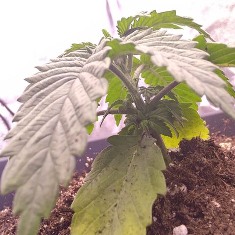 Mimosa Evo growlog timeline photo