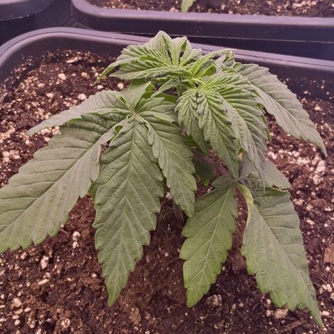 Mimosa Evo growlog timeline photo