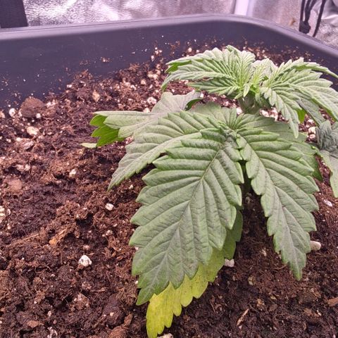 Mimosa Evo growlog timeline photo