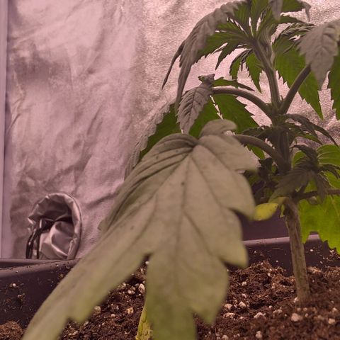 Mimosa Evo growlog timeline photo