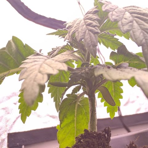 Mimosa Evo growlog timeline photo