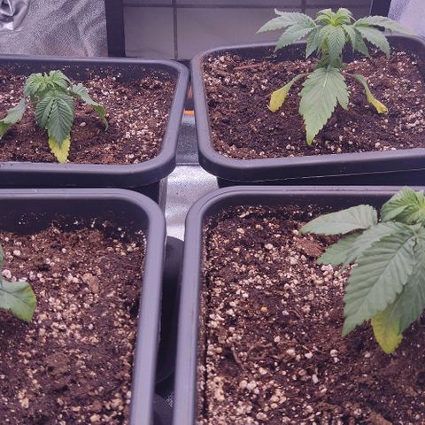Mimosa Evo growlog timeline photo