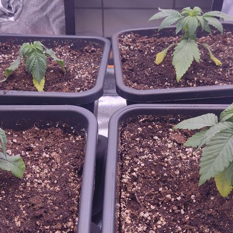 Mimosa Evo growlog timeline photo