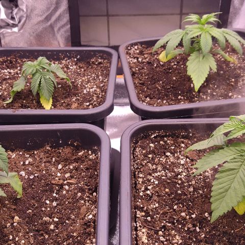 Mimosa Evo growlog timeline photo