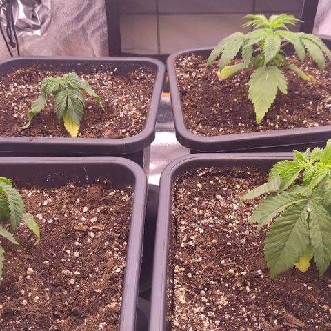 Mimosa Evo growlog timeline photo