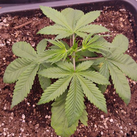 Mimosa Evo growlog timeline photo