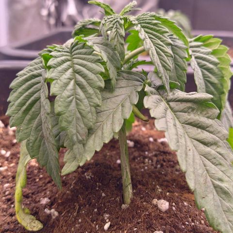 Mimosa Evo growlog timeline photo
