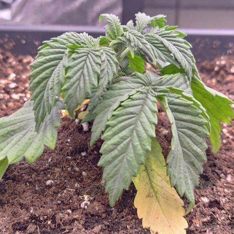 Mimosa Evo growlog timeline photo