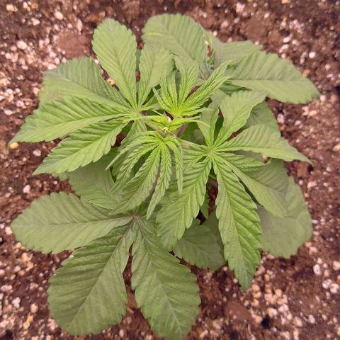 Mimosa Evo growlog timeline photo
