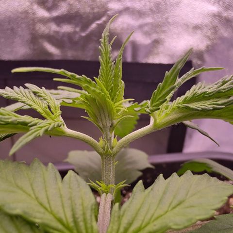 Mimosa Evo growlog photo: Fimming Missy
