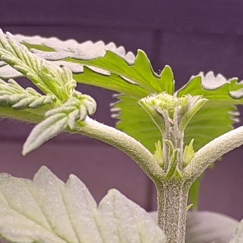 Mimosa Evo growlog photo: Fimming Missy