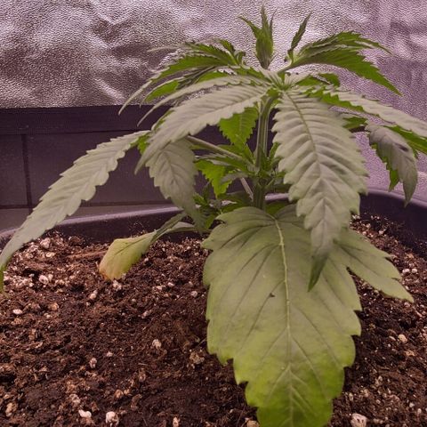 Mimosa Evo growlog timeline photo