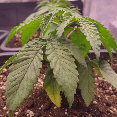 Mimosa Evo growlog timeline photo