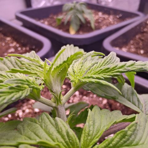 Mimosa Evo growlog photo: Fimming Queen