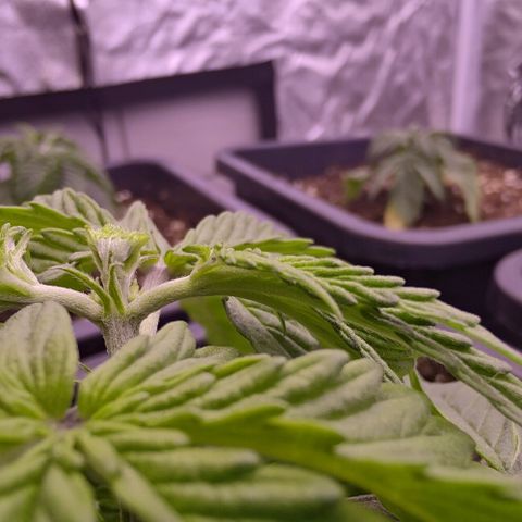 Mimosa Evo growlog photo: Fimming Queen