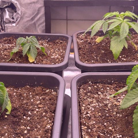 Mimosa Evo growlog timeline photo