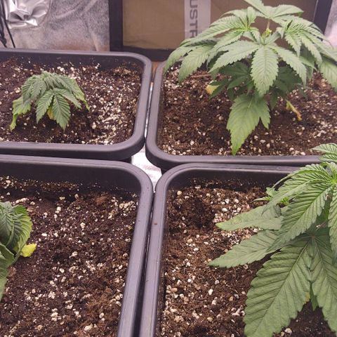 Mimosa Evo growlog photo: Coup de chaud!!!