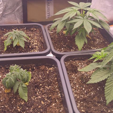 Mimosa Evo growlog timeline photo
