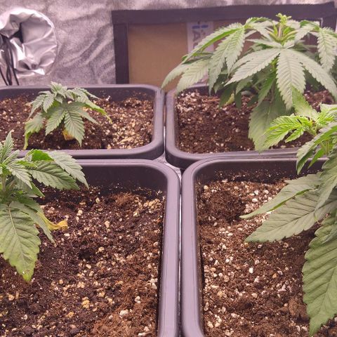 Mimosa Evo growlog timeline photo
