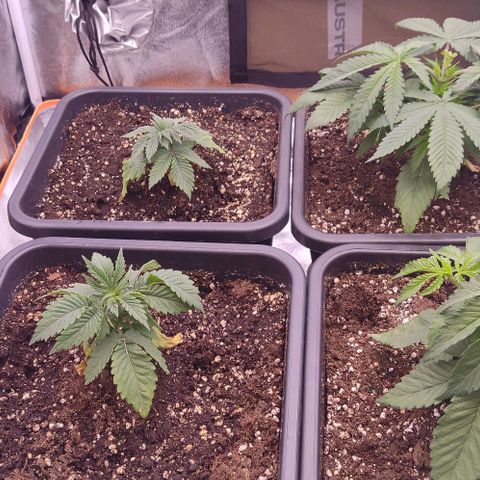 Mimosa Evo growlog timeline photo