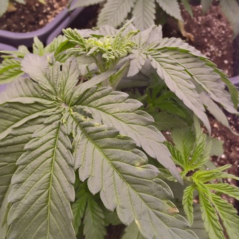 Mimosa Evo growlog timeline photo