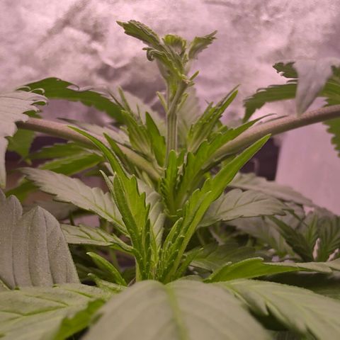 Mimosa Evo growlog timeline photo