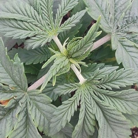 Mimosa Evo growlog timeline photo