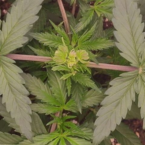 Mimosa Evo growlog timeline photo