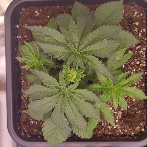 Mimosa Evo growlog timeline photo
