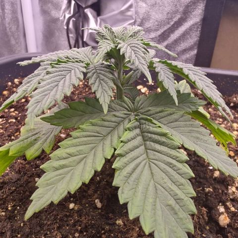 Mimosa Evo growlog timeline photo