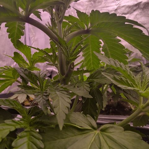 Mimosa Evo growlog timeline photo