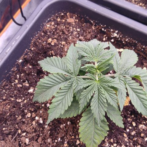 Mimosa Evo growlog timeline photo