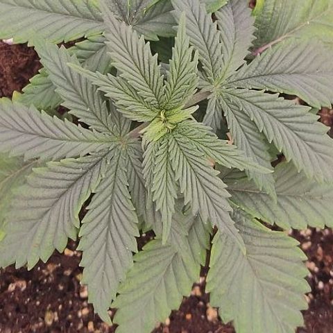 Mimosa Evo growlog timeline photo