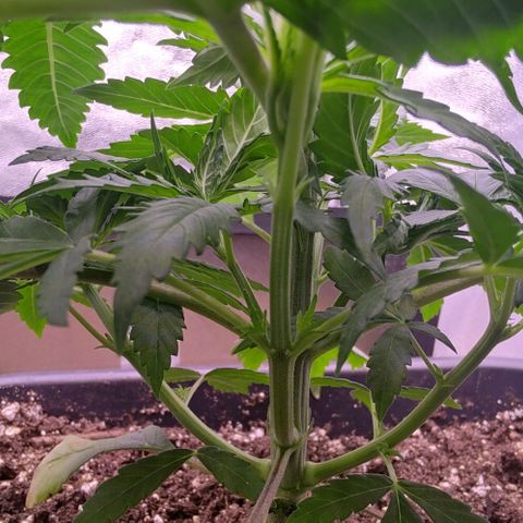 Mimosa Evo growlog timeline photo