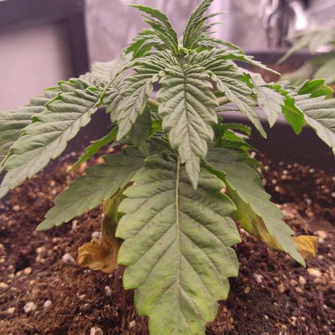 Mimosa Evo growlog timeline photo