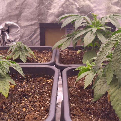 Mimosa Evo growlog timeline photo