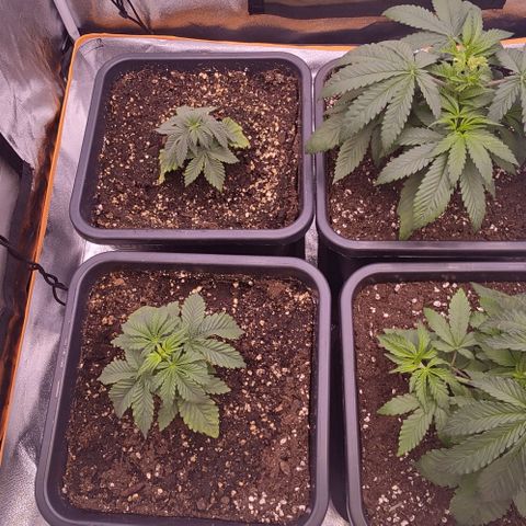 Mimosa Evo growlog timeline photo